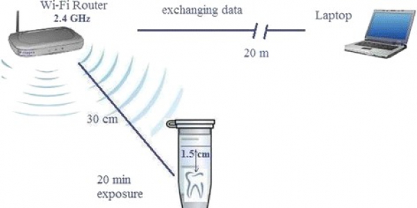 Gli effetti delle radiazioni a radiofrequenza dei dispositivi Wi-Fi sul rilascio di mercurio dalle otturazioni